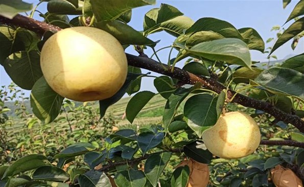 威海产投集团助力帮扶村解决卖梨难